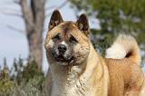 AKITA AMERICAIN 394